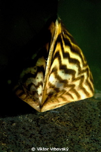 Zebra Mussel (Dreissena polymorpha) by Viktor Vrbovský 